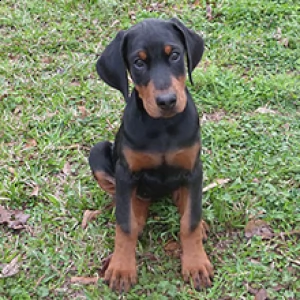 regalo dobermann | Foto 0