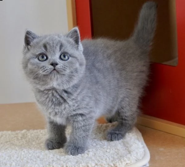 british shorthair