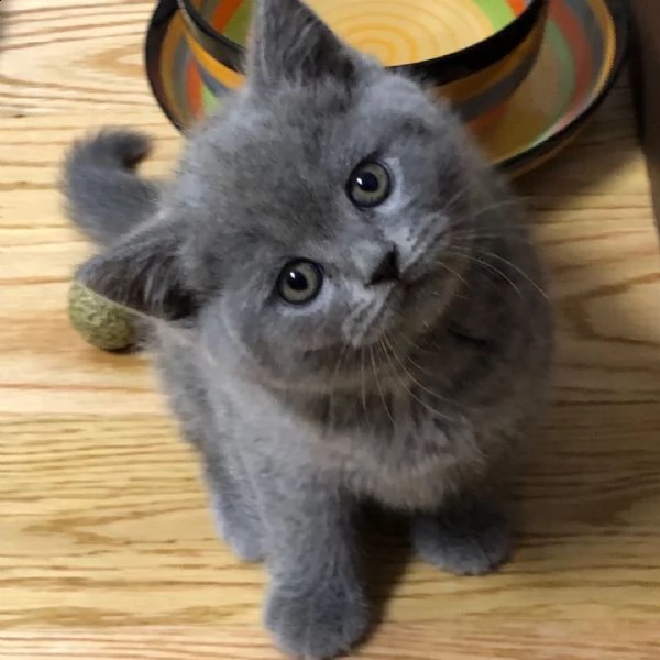 british shorthair kitten - il tuo miglior compagno di famiglia.