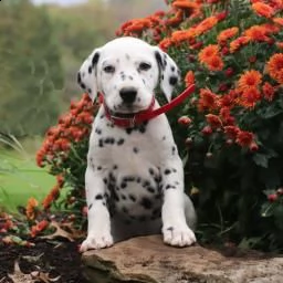 adorabili cuccioli dalmata disponibili