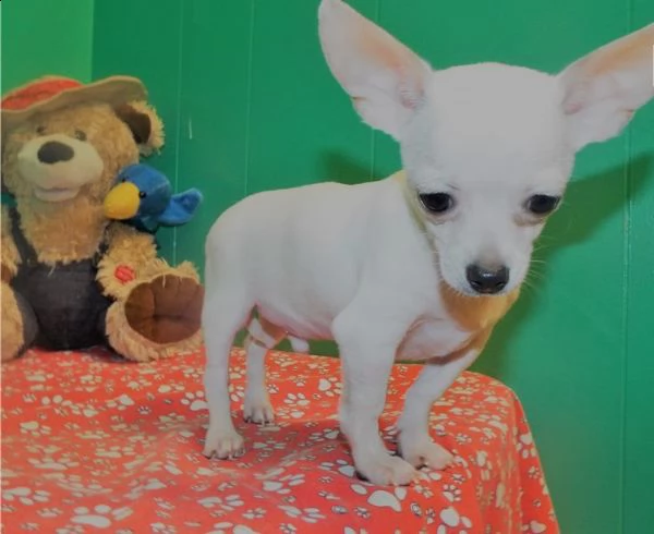 chihuahua giocattolo maschile e femminile in vendita