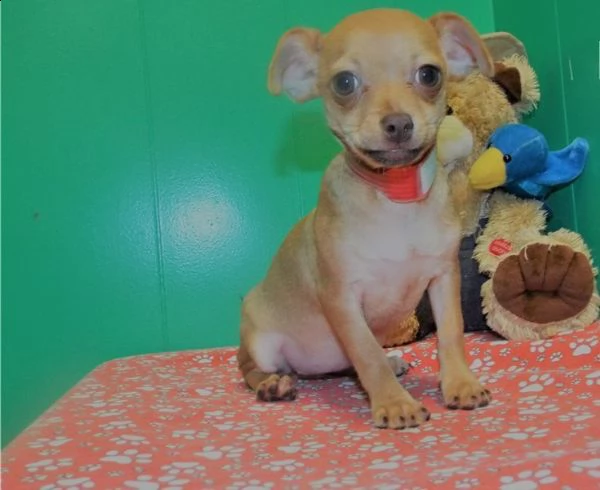chihuahua giocattolo maschile e femminile in vendita | Foto 2