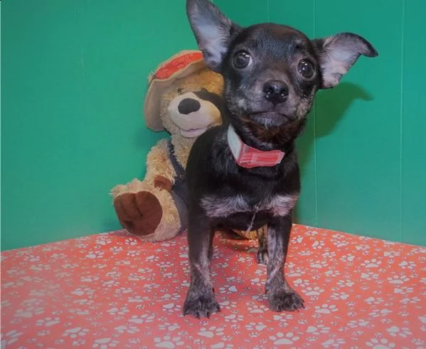 chihuahua giocattolo maschile e femminile in vendita | Foto 1