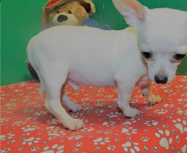 chihuahua giocattolo maschile e femminile in vendita | Foto 0