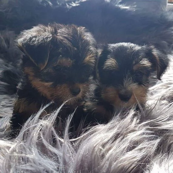 cuccioli toy yorkshire disponibili