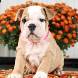 cuccioli di bulldog inglese disponibili