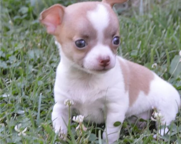2 cuccioli di chihuahua maschi e femmine   whatsapp: +14056331760
