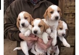splendidi cuccioli di beagle   whatsapp: +14056331760