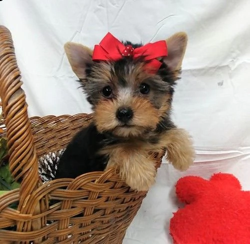 cuccioli di yorkshire terrier in miniatura
