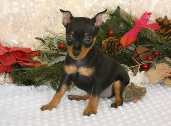 kc reg miniature pinscher puppies