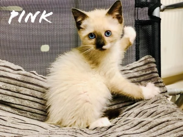 ragdoll blu point e chocolate point | Foto 0