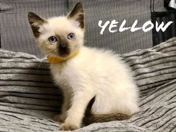 ragdoll blu point e chocolate point