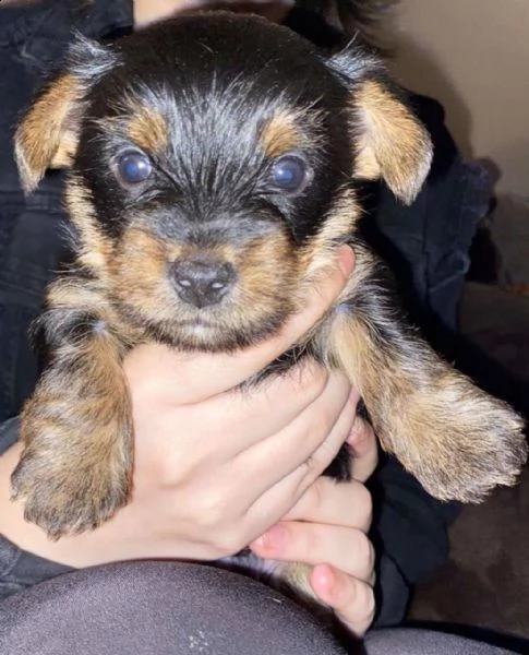 simpatici cuccioli di yorkshire | Foto 2