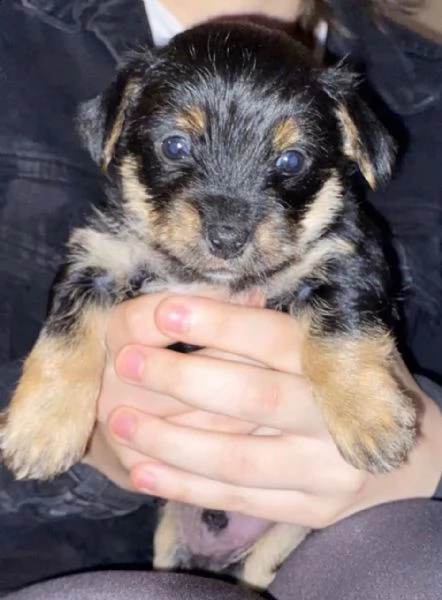 simpatici cuccioli di yorkshire | Foto 1