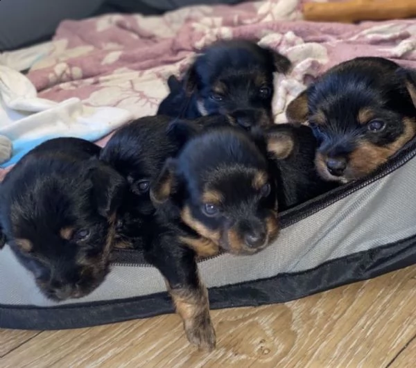 simpatici cuccioli di yorkshire | Foto 0