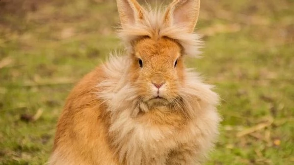 regalo meticcio da associazione animali