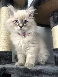  disponibili cuccioli di gatto siberiano