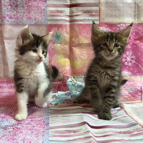 shitzu | Foto 4