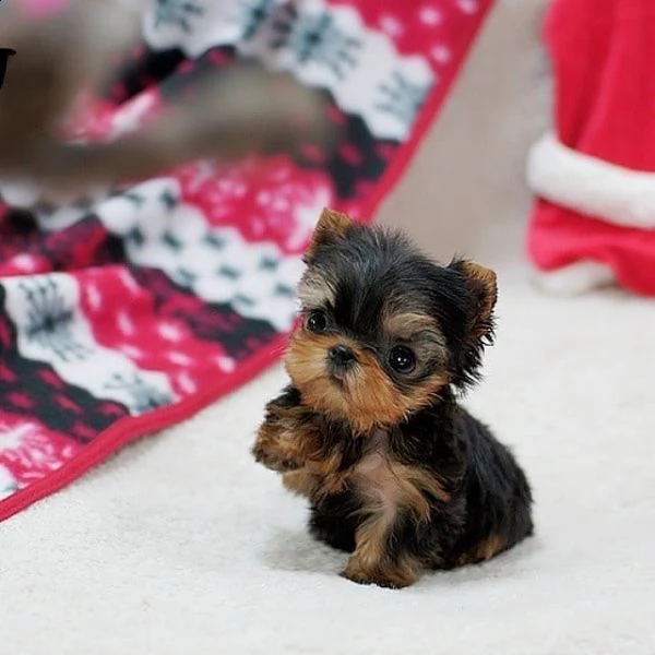 adorabili cuccioli di yorkshiadorabili cuccioli di yorkshire terrierre terrier