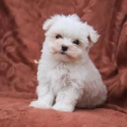 dolci cuccioli maltesi