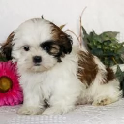 adorabili cuccioli di shih tzu
