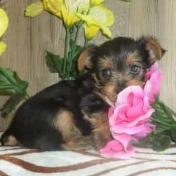dolci cuccioli di yorkshire terrier