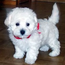 cuccioletto di bolognese | Foto 1