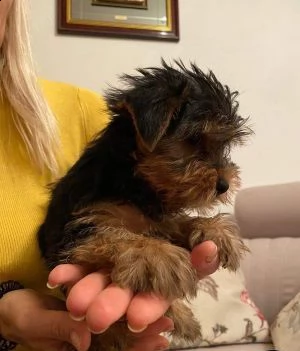 cucciolo di yorkshire terrier | Foto 0