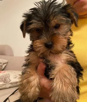 cucciolo di yorkshire terrier