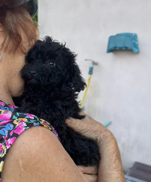 BARBONCINO TOY  | Foto 1