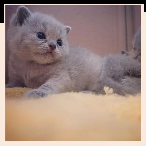 bellissimi gattini britannici shorthair | Foto 2