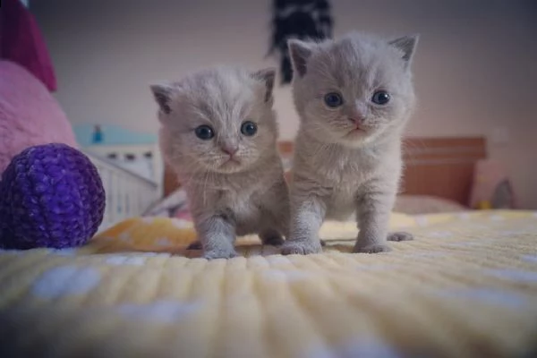 bellissimi gattini britannici shorthair | Foto 1