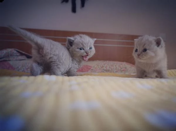 bellissimi gattini britannici shorthair | Foto 0