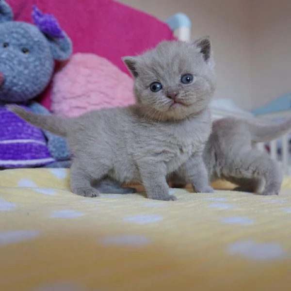 bellissimi gattini britannici shorthair