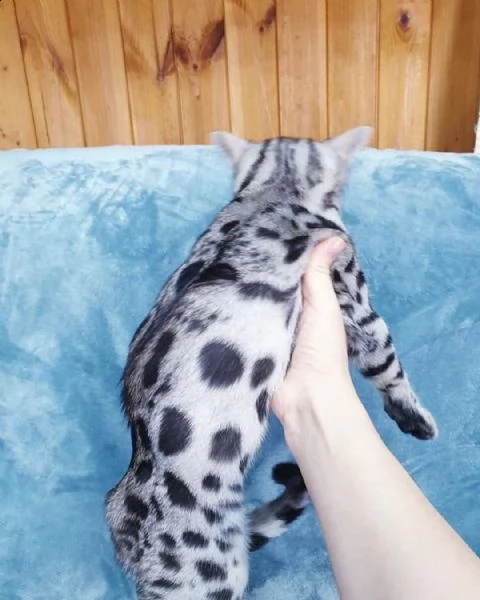 bellissimo gattino | Foto 1