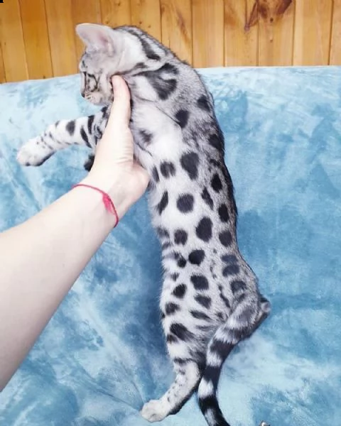 bellissimo gattino | Foto 0