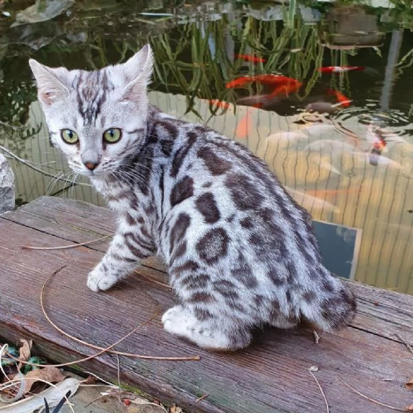 bellissimo gattino | Foto 0