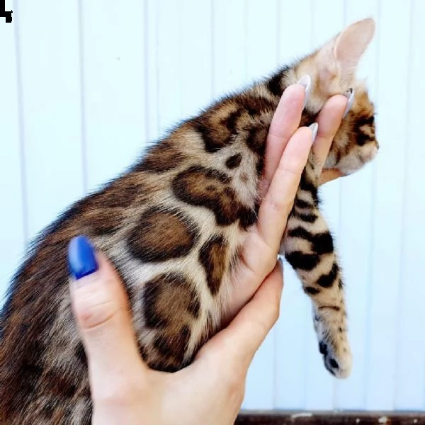 bellissimo gattino | Foto 1