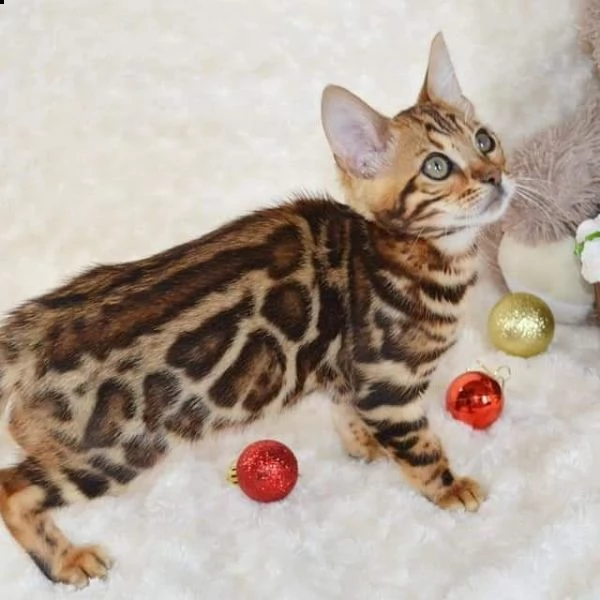 bellissimo gattino | Foto 0