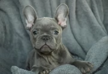 bulldog-bouledogue francese manto blu cuccioli