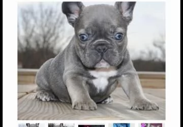 cerco bulldog francesce