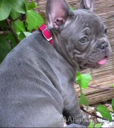bouledogue francese blu