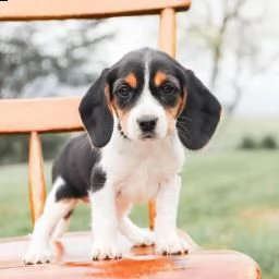 vendita cucciolo beagle cuccioli