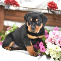 vendita cuccioli rottweiler