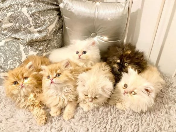 disponibile maschio e femmina persiano gattini | Foto 0