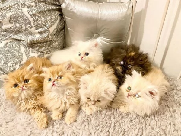 disponibile maschio e femmina persiano gattini