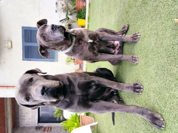  cuccioli cane corso   cuccioli cane corso  | Foto 4