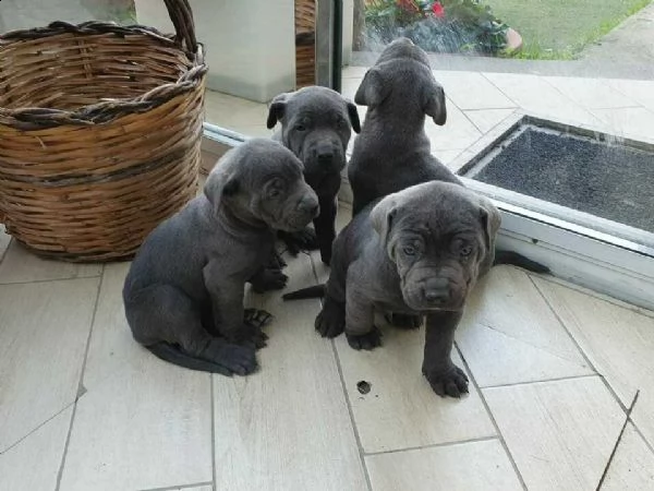  cuccioli cane corso   cuccioli cane corso 