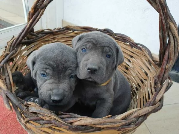  cuccioli cane corso   cuccioli cane corso  | Foto 3