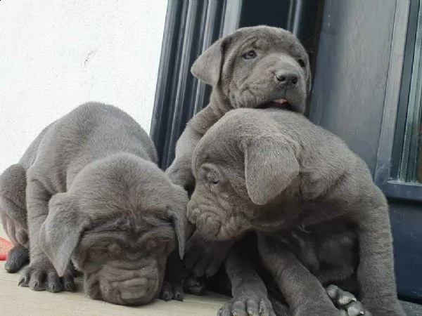  cuccioli cane corso   cuccioli cane corso  | Foto 2
